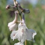 A white Delphinium (larkpspur) in a field in southern Oklahoma.