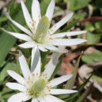 A windflower (genus Anemone) in Oklahoma.