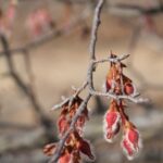 The fruits of winged elm (Ulmus alata) are small and hairy. They mature in late spring in Oklahoma.
