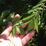 A comparison between the leaves of winged sumac (Rhus copallina) and smooth sumac (Rhus glabra) in a field in northeastern Oklahoma. Photo by Stan Rice.