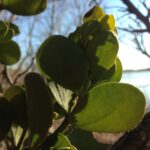 A mistletoe (genus Viscus) in winter in northeastern Oklahoma. The leaves are succulent and evergreen, very visible on deciduous trees.