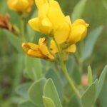 A yellow Baptisia from a field in Oklahoma.