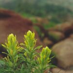 Castilleja sulphurea in northwest Oklahoma.