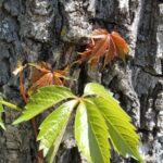 Virginia creeper (Parthenocissus quinquefolia) in a deciduous forest in northeastern Oklahoma.