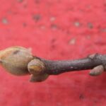 I conducted an extensive study of spring budburst times in deciduous tree species in south central Oklahoma from 2006 to 2022. One of these species was the black hickory (Carya texana). This study, which shows a clear trend of earlier budburst associated with global warming, is available on this website. Photo by Stan Rice.