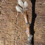 I conducted an extensive study of spring budburst times in deciduous tree species in south central Oklahoma from 2006 to 2022. One of these species was the black oak (Quercus velutina). This study, which shows a clear trend of earlier budburst associated with global warming, is available on this website. Photo by Stan Rice.