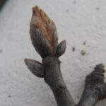 I conducted an extensive study of spring budburst times in deciduous tree species in south central Oklahoma from 2006 to 2022. One of these species was the blackjack oak (Quercus marilandica). This study, which shows a clear trend of earlier budburst associated with global warming, is available on this website. Photo by Stan Rice.