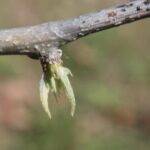 I conducted an extensive study of spring budburst times in deciduous tree species in south central Oklahoma from 2006 to 2022. One of these species was the bois-d'arc (Maclura pomifera). This study, which shows a clear trend of earlier budburst associated with global warming, is available on this website. Photo by Stan Rice.