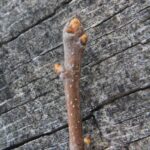 I conducted an extensive study of spring budburst times in deciduous tree species in south central Oklahoma from 2006 to 2022. One of these species was the chittamwood (Sideroxylon lanuginosa). This study, which shows a clear trend of earlier budburst associated with global warming, is available on this website. Photo by Stan Rice.