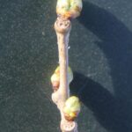 I conducted an extensive study of spring budburst times in deciduous tree species in south central Oklahoma from 2006 to 2022. One of these species was the mulberry (Morus alba). This study, which shows a clear trend of earlier budburst associated with global warming, is available on this website. Photo by Stan Rice.