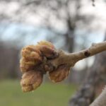 I conducted an extensive study of spring budburst times in deciduous tree species in south central Oklahoma from 2006 to 2022. One of these species was the post oak (Quercus stellata). This study, which shows a clear trend of earlier budburst associated with global warming, is available on this website. Photo by Stan Rice.