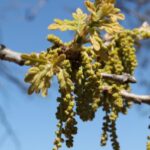 Male catkins and young leaves of post oak (Quercus stellata) in Oklahoma.