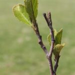 Young spring leaves and a female "cone" on Oklahoma seaside alder (Alnus maritima).