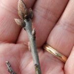 I conducted an extensive study of spring budburst times in deciduous tree species in south central Oklahoma from 2006 to 2022. One of these species was the shumard oak (Quercus shumardi). This study, which shows a clear trend of earlier budburst associated with global warming, is available on this website. Photo by Stan Rice.
