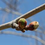 I conducted an extensive study of spring budburst times in deciduous tree species in south central Oklahoma from 2006 to 2022. One of these species was the sycamore (Platanus occidentalis). This study, which shows a clear trend of earlier budburst associated with global warming, is available on this website. Photo by Stan Rice.