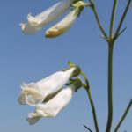 Penstemon oklahomensis grows in prairies almost exclusively in Oklahoma.