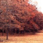 In autumn, many post oaks (Quercus stellata) have coppery colored leaves.