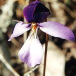 A violet (genus Viola) from an eastern Oklahoma forest.