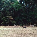 Turkey and deer near a cross-timbers deciduous forest in Oklahoma, near Lake Murray.