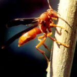 A wasp in Oklahoma, chewing wood to get paper for a nest.