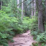 Forest near Lynn Canyon, north of Vancouver, British Columbia. Big conifers, small hardwoods, ferns.