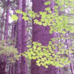 Coniferous forest with bigleaf maple (Acer macrophyllum) understory near Vancouver, British Columbia.