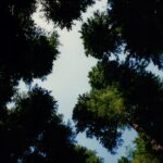 Canopy of the Hoh Rainforest on the Olympic Peninsula of Washington.