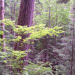 Low elevation temperate rainforest near Vancouver, British Columbia.