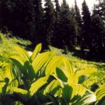 Subalpine meadow near Mt. Rainier, including false hellebores (genus Veratrum).
