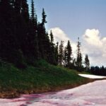 The red subalpine snow is due to photosynthetic green algae (Chlamydomonas nivalis) which has a red pigment (astaxanthin) in addition to chlorophyll. It makes its own food, and gets its minerals from dust.