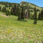 Subalpine meadow, near Mt. Rainier, Mt. Rainier National Park, Washington.