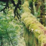 The Hoh Rainforest on the Olympic Peninsula of Washington is thick not only with trees but with epiphytes.