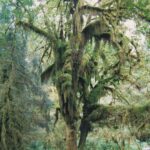 The Hoh Rainforest on the Olympic Peninsula of Washington is thick not only with trees but with epiphytes.