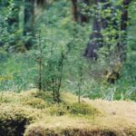 Conifer seedlings would be crowded out in the wet soil of the forest floor in the Hoh Rainforest of the Olympic Peninsula of Washington, but they grow on stumps of douglas fir trees that have been lumbered.