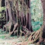 In the Hoh Rainforest of the Olympic Peninsula in Washington, trees began to grow on a log because the soil was too wet and crowded. The log has decomposed but the tree roots maintain its shape. Such a log is called a nurse log.