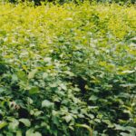 A mass of red alders (Alnus rubra) grow where an old growth forest has been clear cut in Washington.