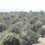Pinyon-juniper woodland in Arizona. This woodland is not a forest, which would have a continuous canopy covering. It is above the sagebrush zone but below the zone of ponderosa pines and douglas firs.