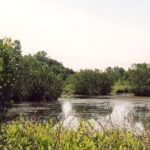 Seaside alders (Alnus maritima) in the Georgia subspecies create islands in ponds and swamps. They grow together with hazel alders, Alnus serrulata, but the hazel alders prefer the shade of other trees.