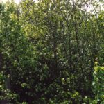 A seaside alder (Alnus maritima) clump in Hudson Pond, Delaware (Delmarva subspecies).