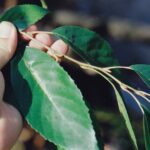 Leaves of the Oklahoma subspecies of the seaside alder (Alnus maritima).