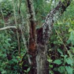 Most Oklahoma seaside alder trunks are repeatedly destroyed by, and regrow from, floods. But this alder is very old, being far upstream in a little creek. The trunk, though only a few decades old at most, is decaying while the tree is still alive.