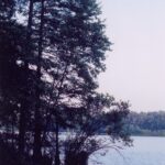 A seaside alder clump (Delmarva subspecies) grows out in Trap Pond, Delaware. In Delmarva, seaside alders grow alongside hazel alders (Alnus serrulata).