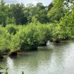 The seaside alders (Alnus maritima) in the Oklahoma subspecies create the islands of vegetation on which they live by holding in sediments and organic material in the Blue River, south central Oklahoma. Root microbes allow the alders to enrich the soil with nitrogen (nitrogen-fixing bacteria) and phosphorus (mycorrhizal fungi). The Oklahoma seaside alder, unlike the other two populations, does not grow with hazel alders (Alnus serrulata); the nearest hazel alder population is about fifty miles to the east.