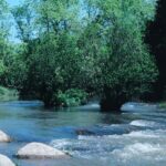 In the Oklahoma subspecies, seaside alders (Alnus maritima) grow in shallow water in the middle of the Blue River in south central Oklahoma. The Oklahoma seaside alder, unlike the other two populations, does not grow with hazel alders (Alnus serrulata); the nearest hazel alder population is about fifty miles to the east.